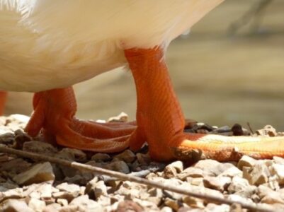 Photo of the Week: Duck's Feet Image